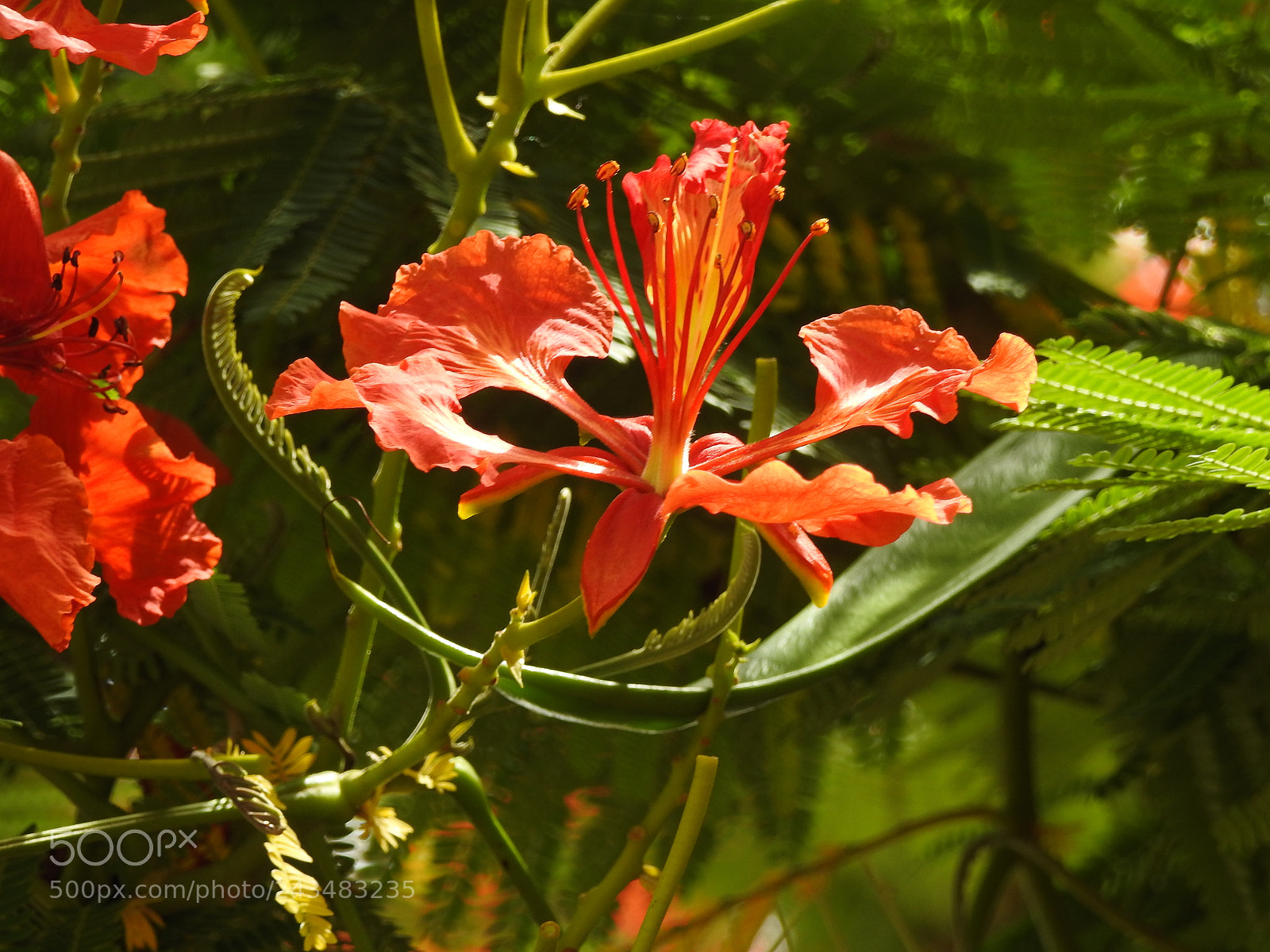 Nikon Coolpix P900 sample photo. Flower photography photography