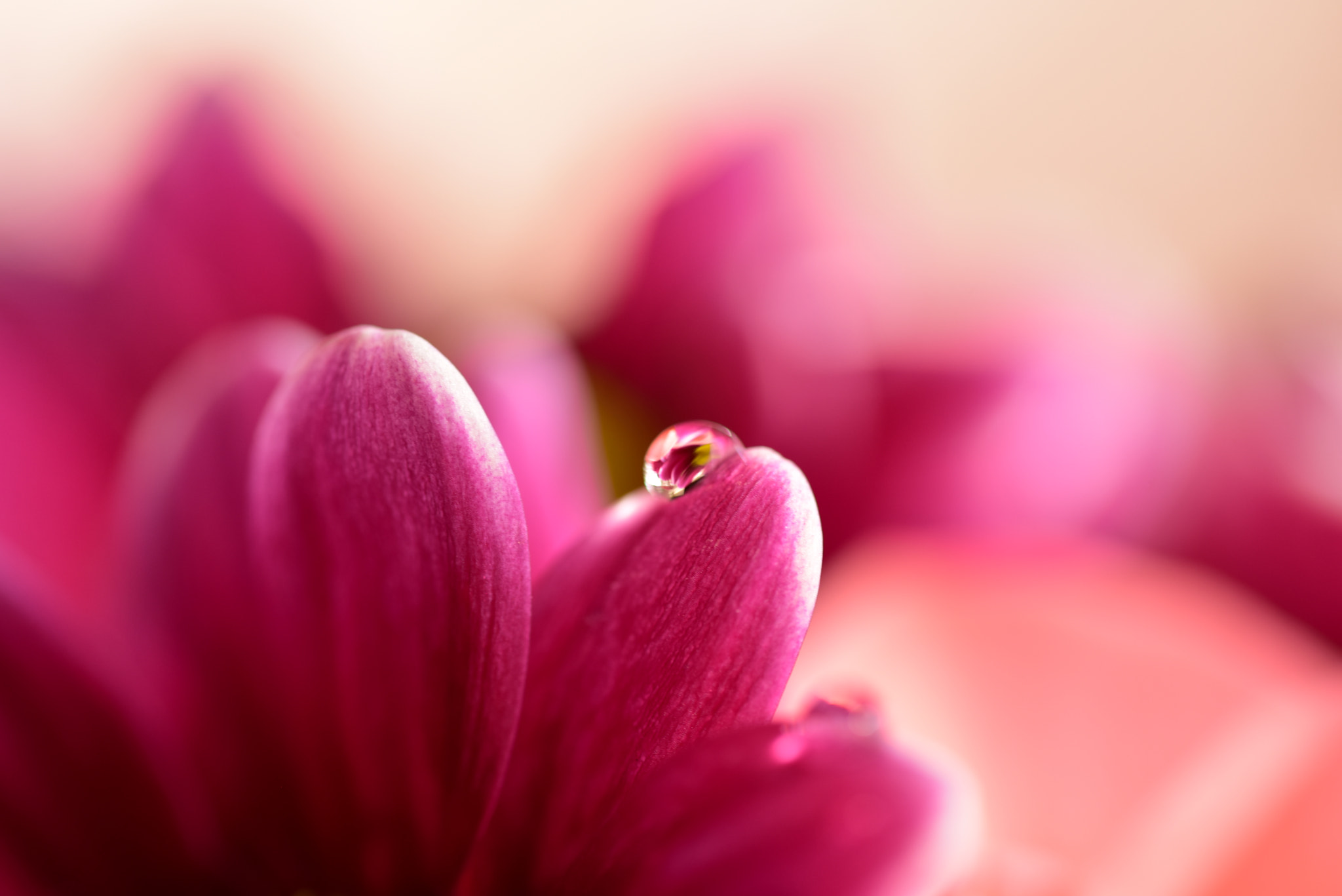 Nikon D810 + Sigma 105mm F2.8 EX DG OS HSM sample photo. Pink flower 2 photography