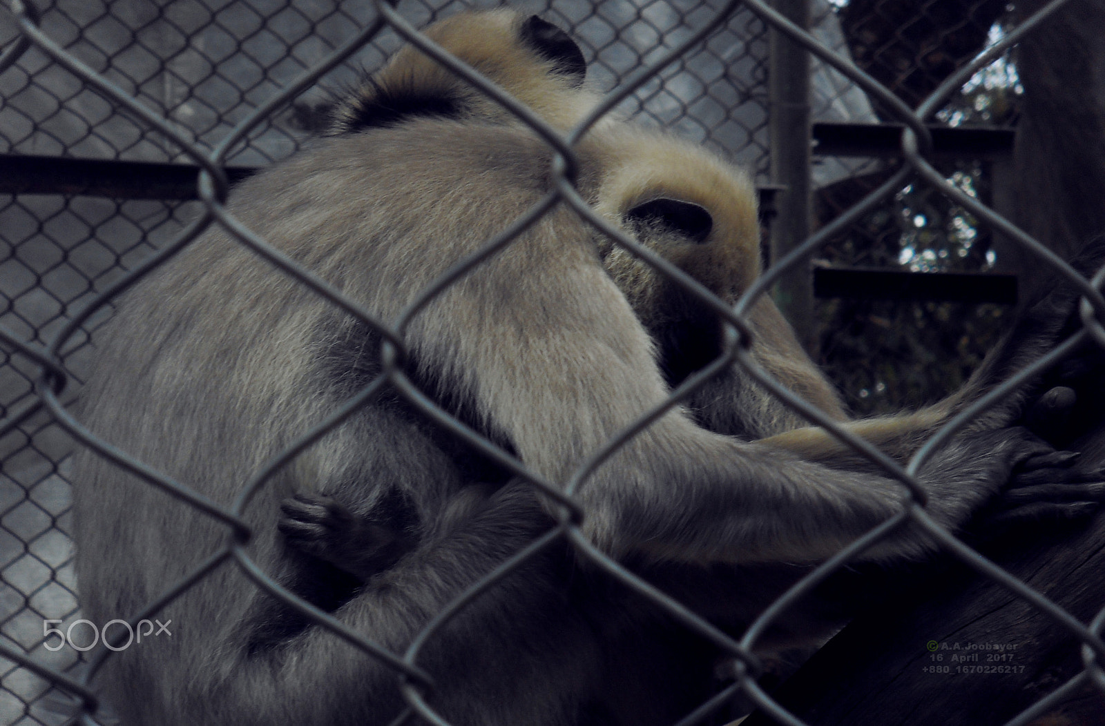 Samsung I100,  VLUU I100 sample photo. Love inside cage photography