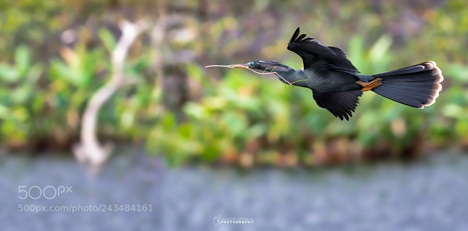 Canon EOS-1D X Mark II sample photo. Anhinga photography