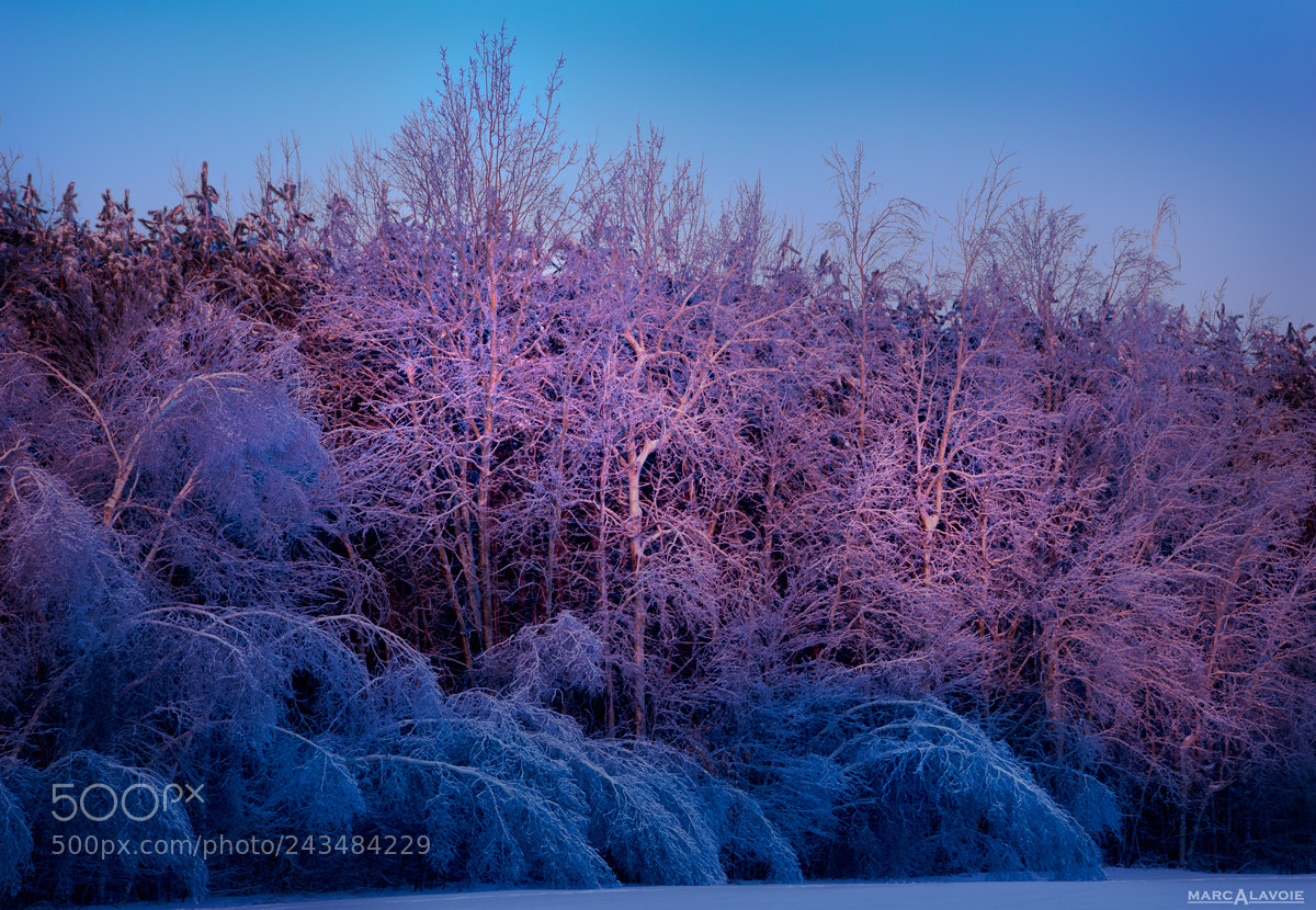 Pentax K-3 sample photo. Bending birch at sunrise photography