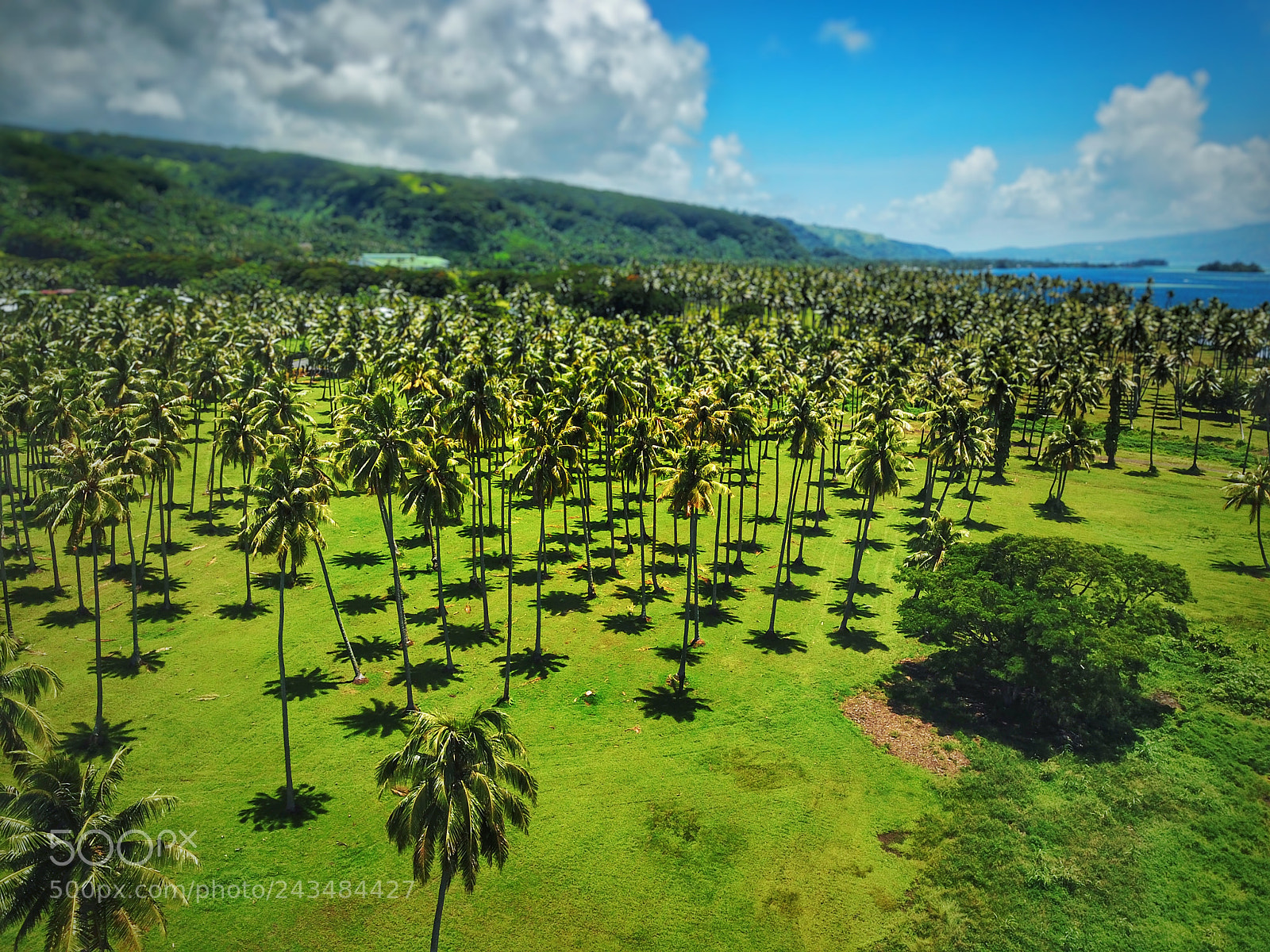 DJI FC220 sample photo. Above the coconut trees photography