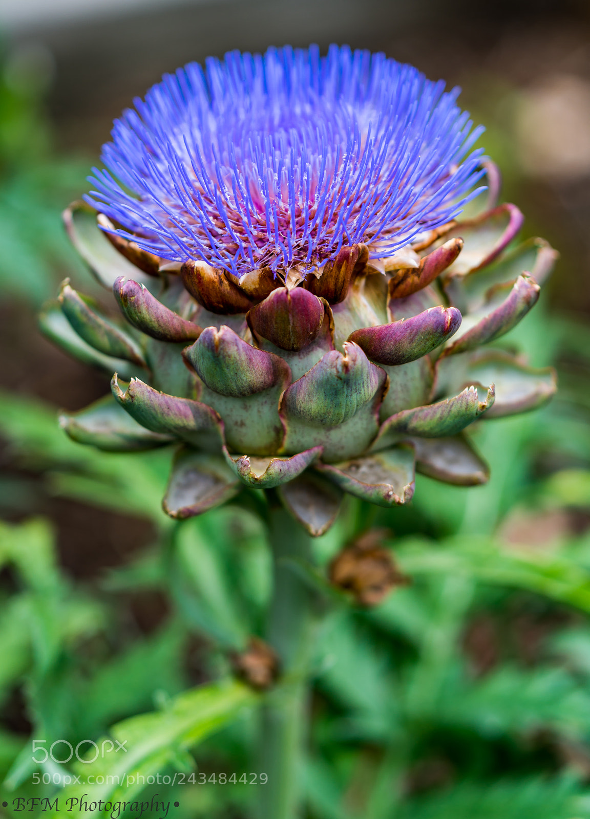 Sony a7R II sample photo. Artichoke flower 2 photography