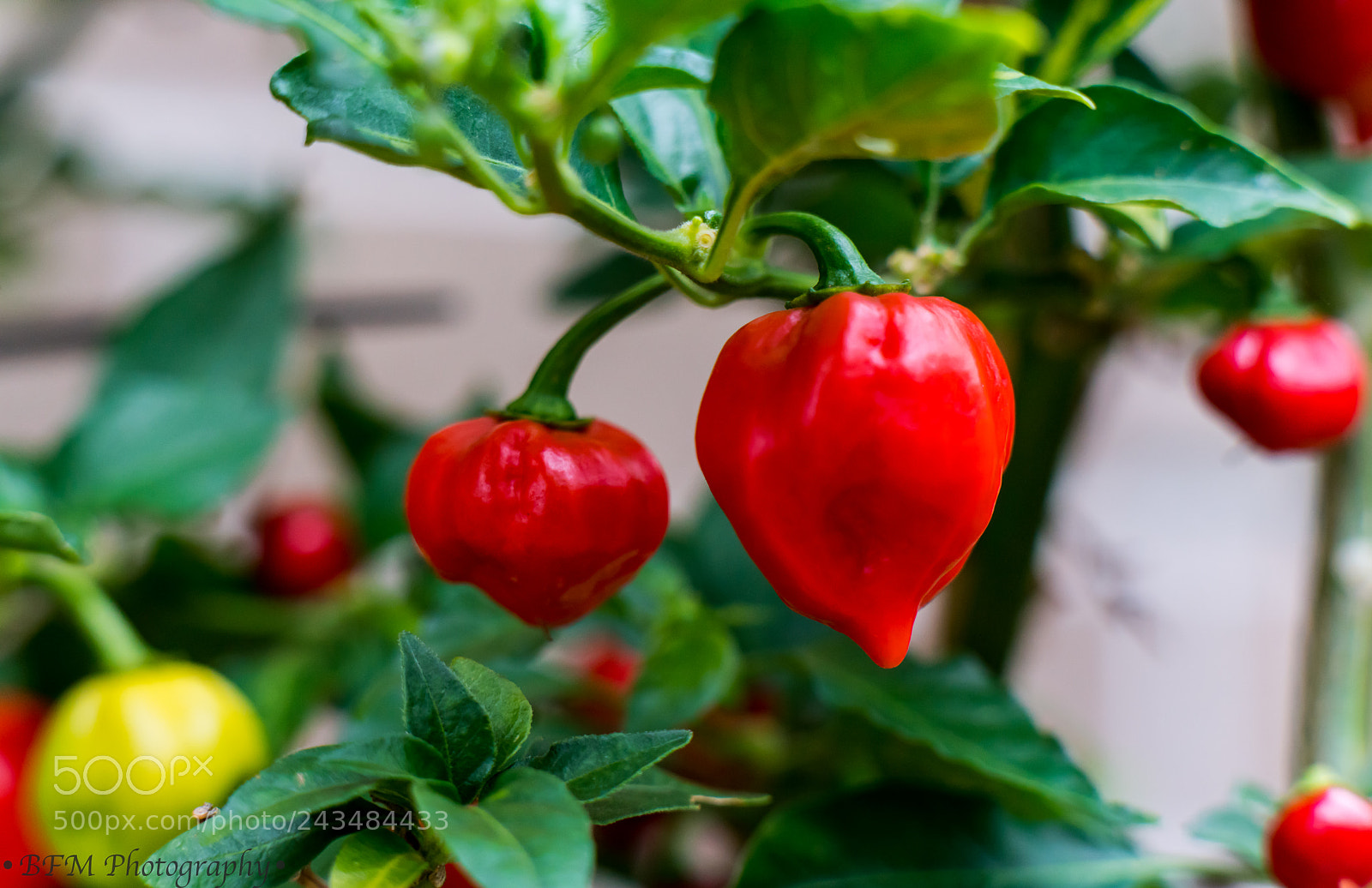 Sony a7R II sample photo. Chilli photography