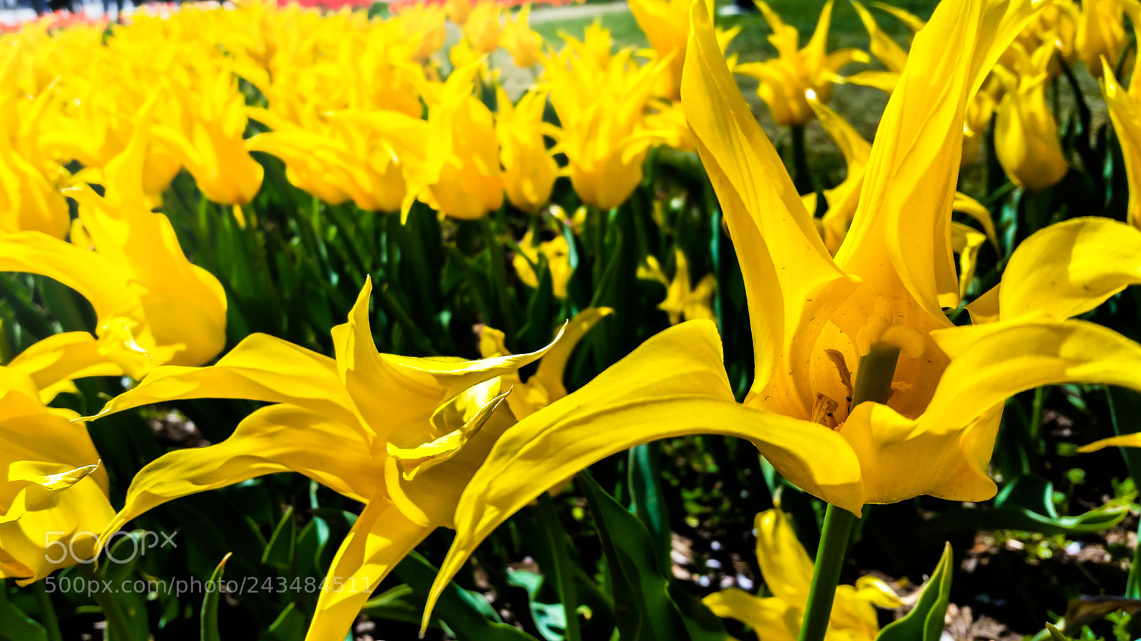 Samsung Galaxy S5 sample photo. Yellow runner photography