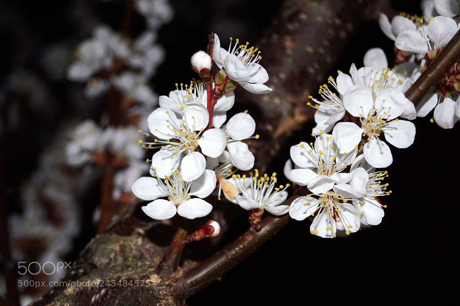 Sony SLT-A68 sample photo. Awaiting spring photography