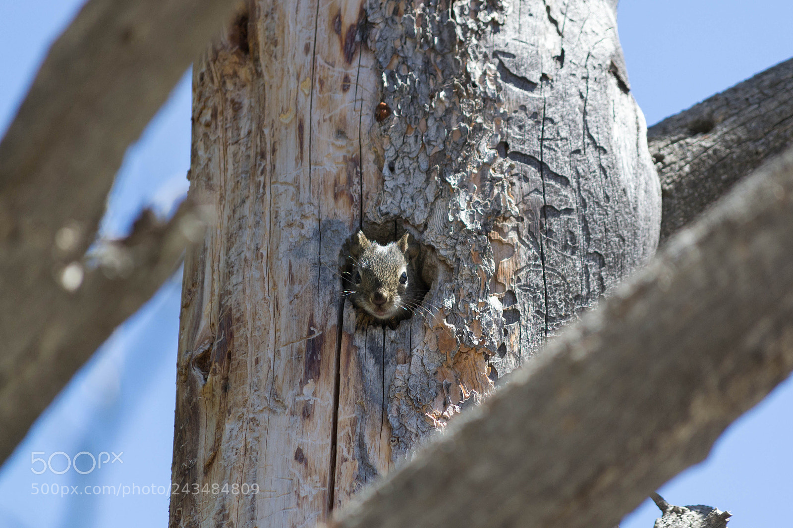 Nikon D3100 sample photo. Nuts photography