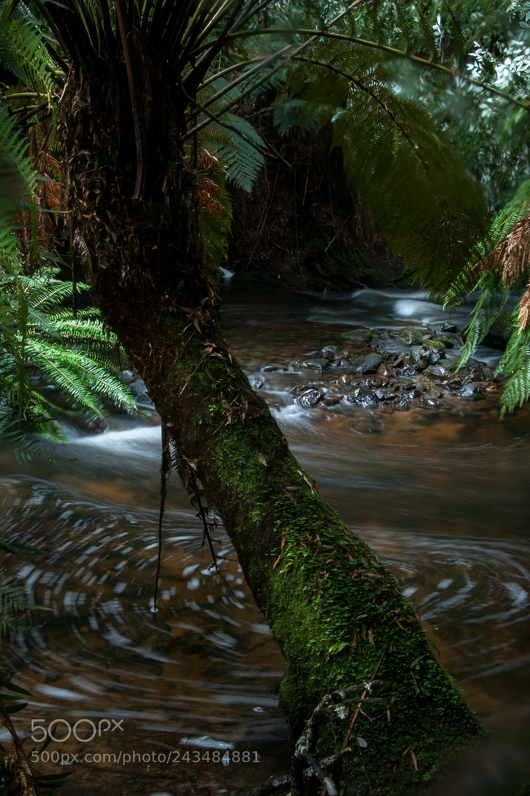 Sony Alpha DSLR-A700 sample photo. Russell falls tasmania australia photography