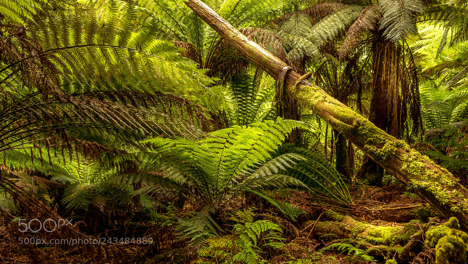 Sony a7R II sample photo. Russell falls tasmania australia photography