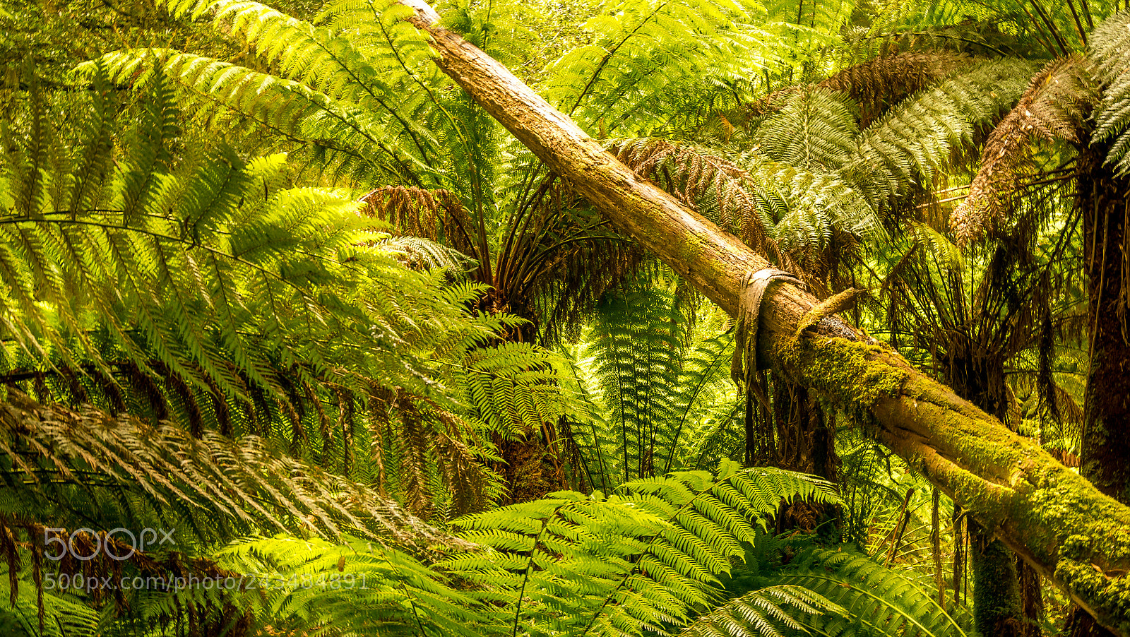 Sony a7R II sample photo. Russell falls tasmania australia photography