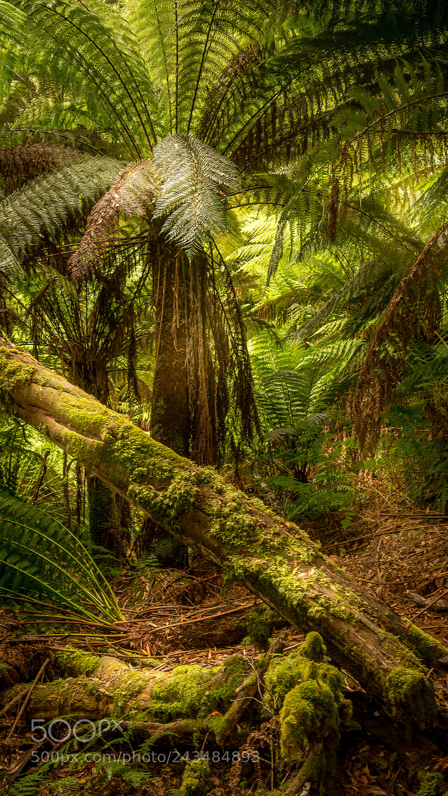 Sony a7R II sample photo. Russell falls tasmania australia photography
