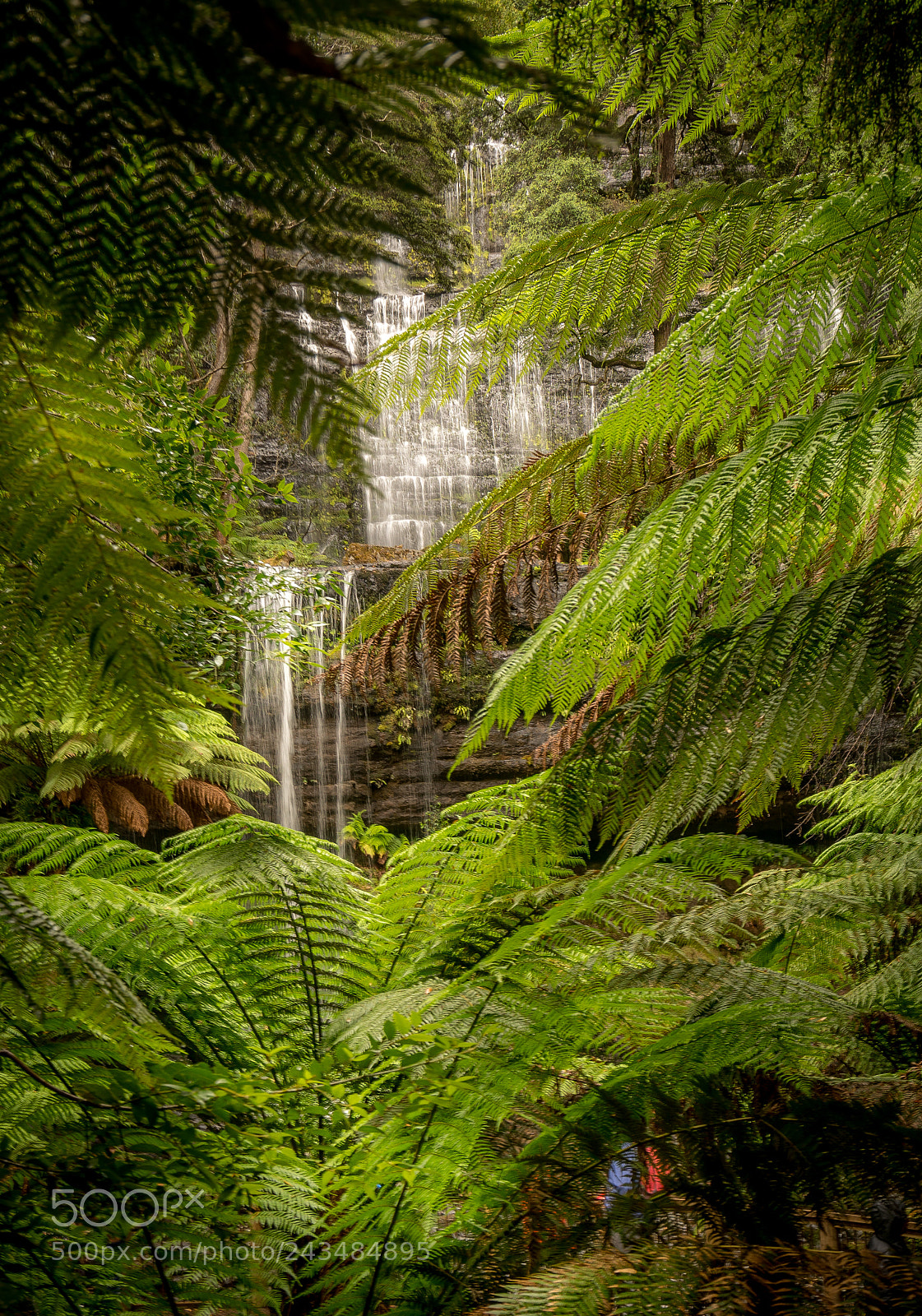 Sony a7R II sample photo. Russell falls tasmania australia photography