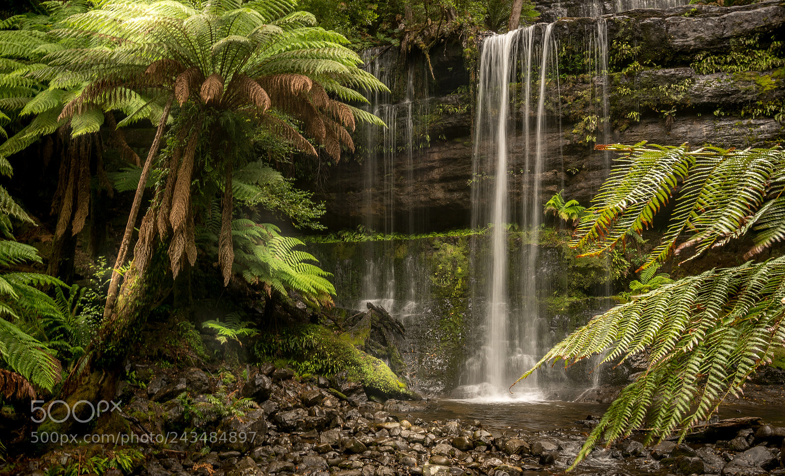 Sony a7R II sample photo. Russell falls tasmania australia photography