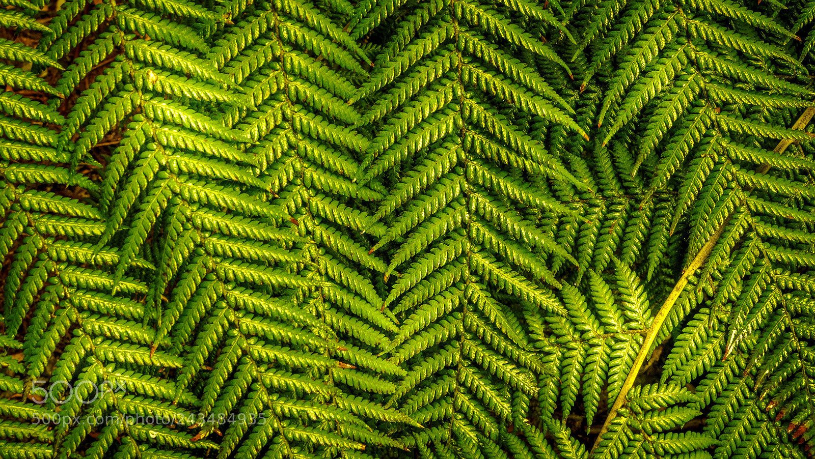 Sony a7R II sample photo. Russell falls tasmania australia photography