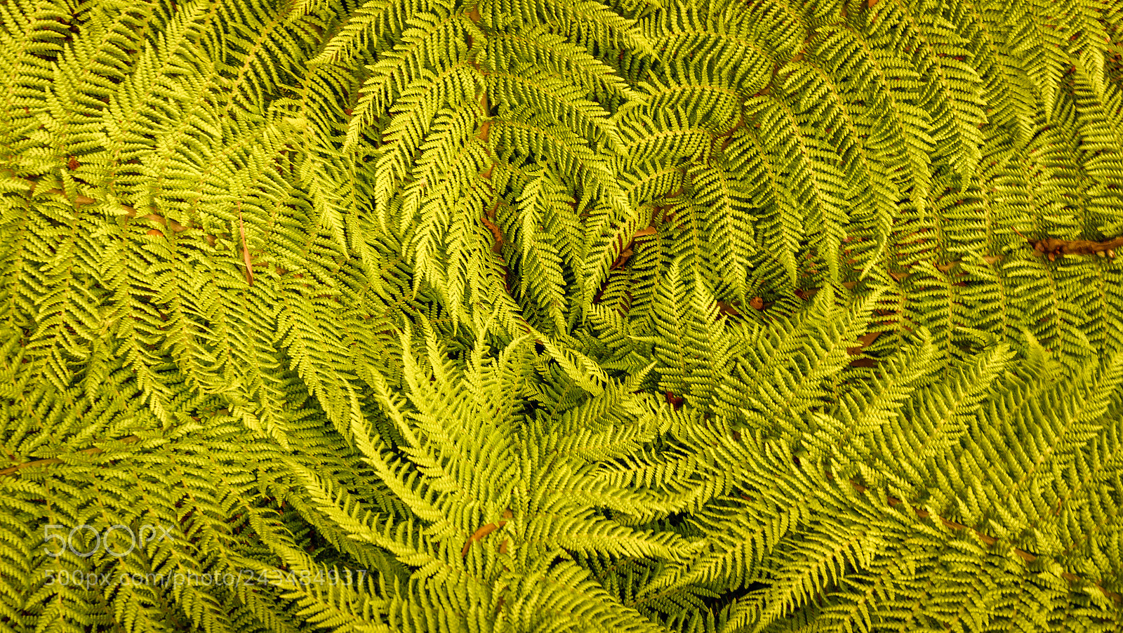Sony a7R II sample photo. Russell falls tasmania australia photography