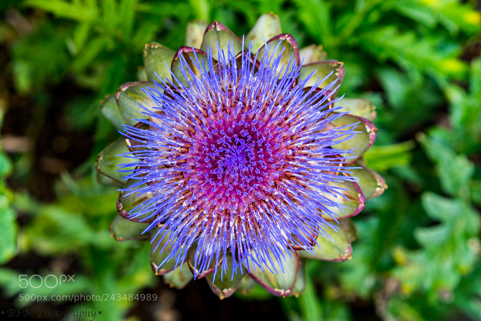 Sony a7R II sample photo. Artichoke flower photography