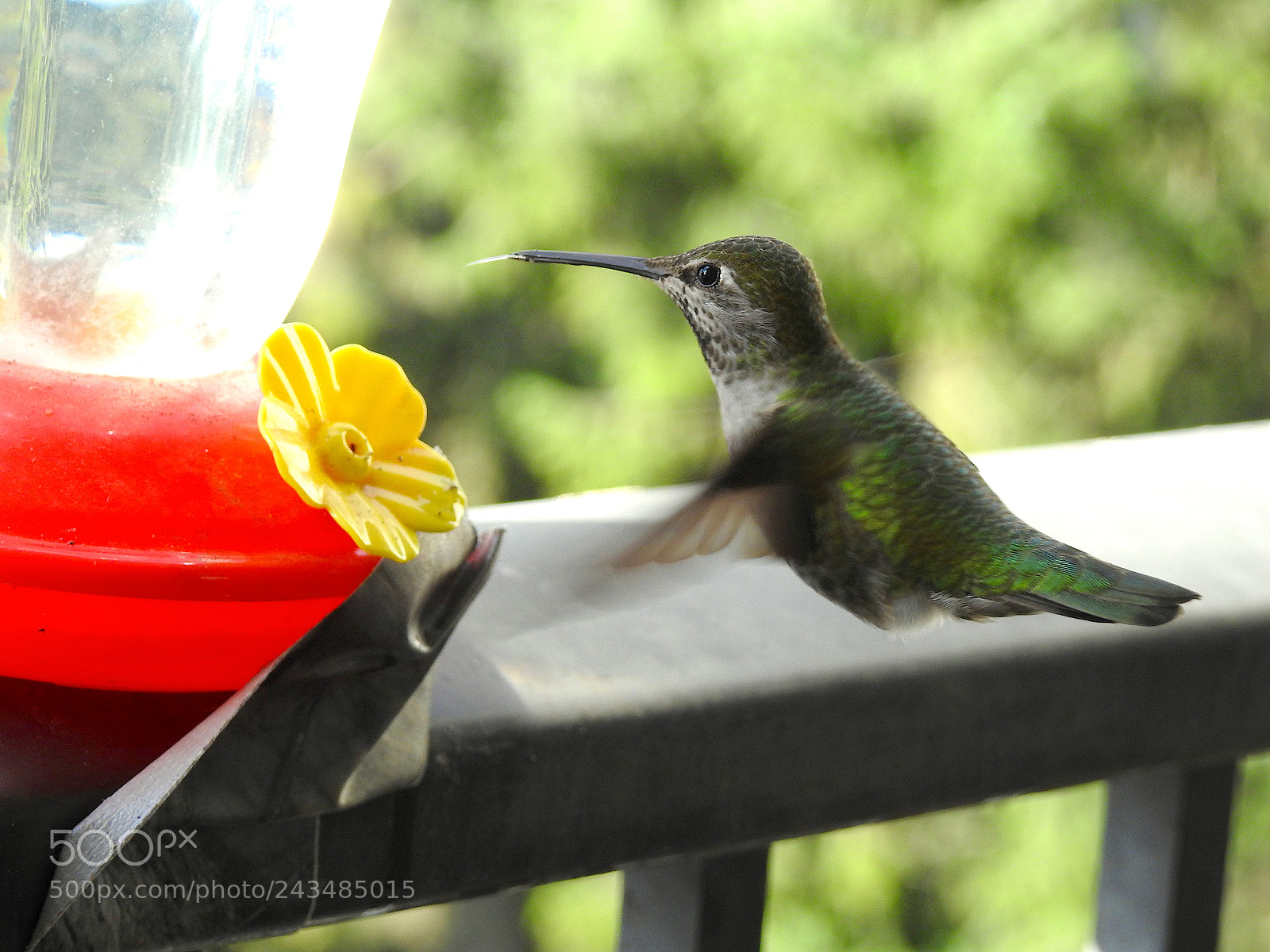 Nikon Coolpix P900 sample photo. Anna's hummingbird photography