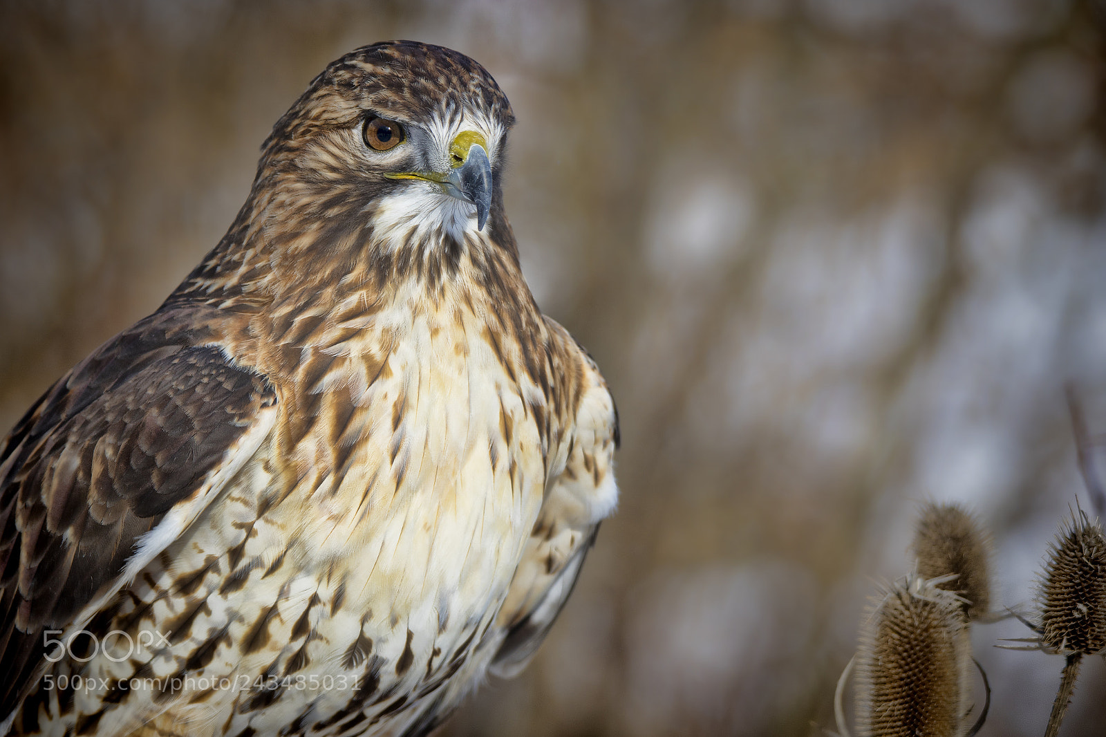 Canon EOS 7D Mark II sample photo. Red tailed hawk photography
