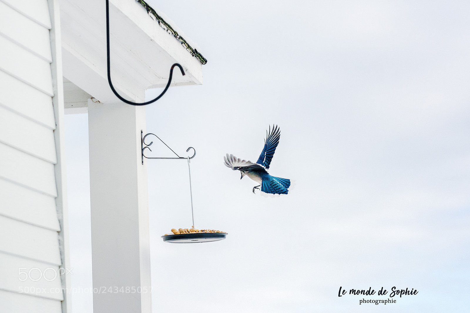Nikon D7100 sample photo. Geai bleu photography