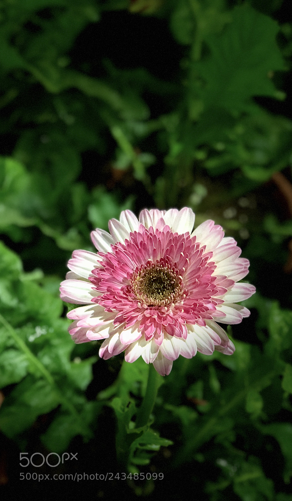 Apple iPhone 8 Plus sample photo. Beauty photography