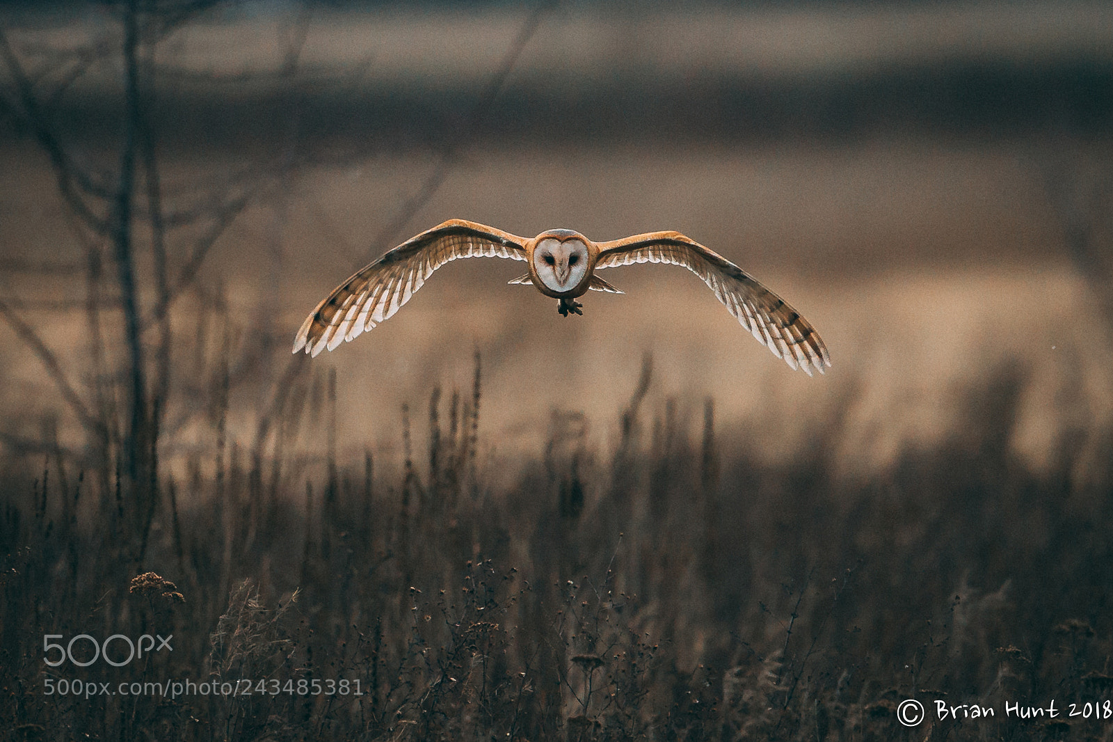 Canon EOS-1D X sample photo. Twilight barn owl photography