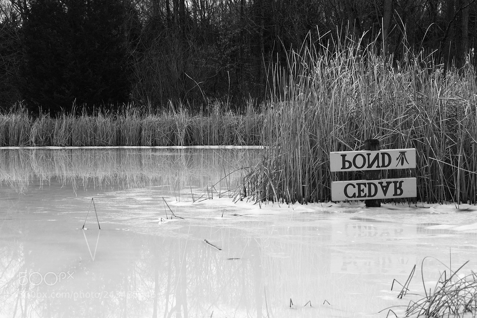 Olympus OM-D E-M1 Mark II sample photo. Frozen cedar pond photography