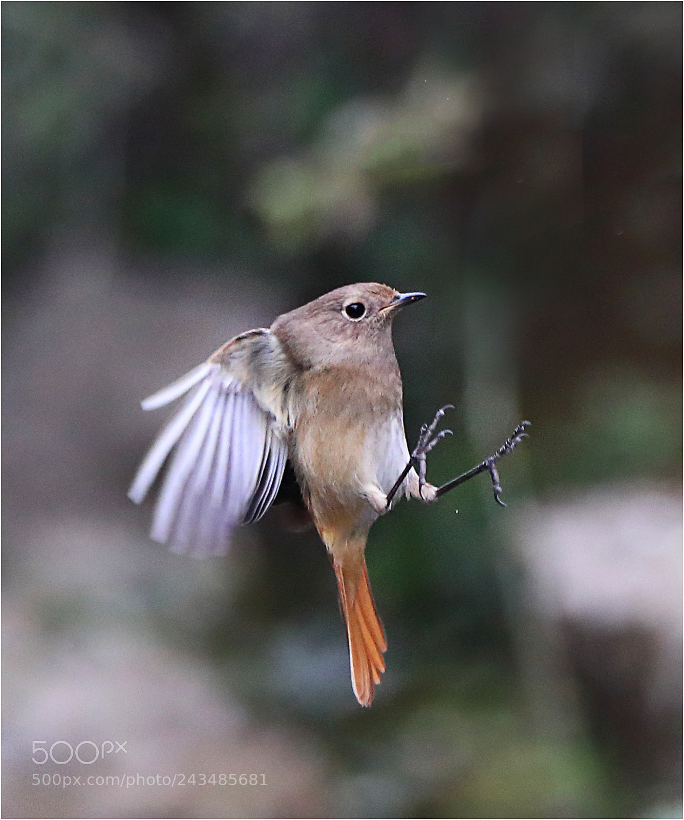 Canon EOS-1D X Mark II sample photo. Wow! falling off! photography