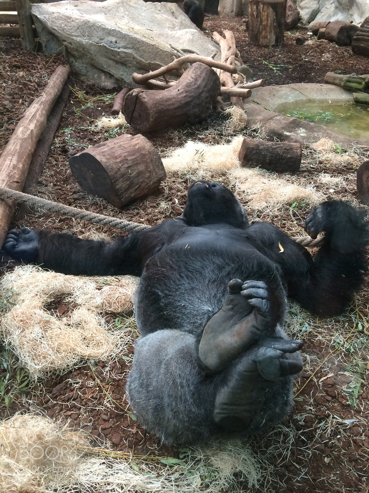Apple iPhone 5s sample photo. Zooparc de beauval photography