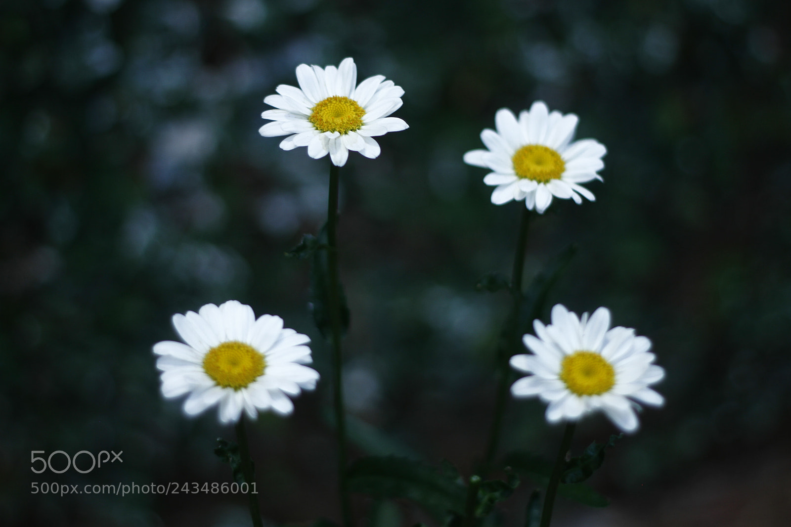 Canon EOS 7D + Canon EF 50mm F1.8 II sample photo. Untitled photography