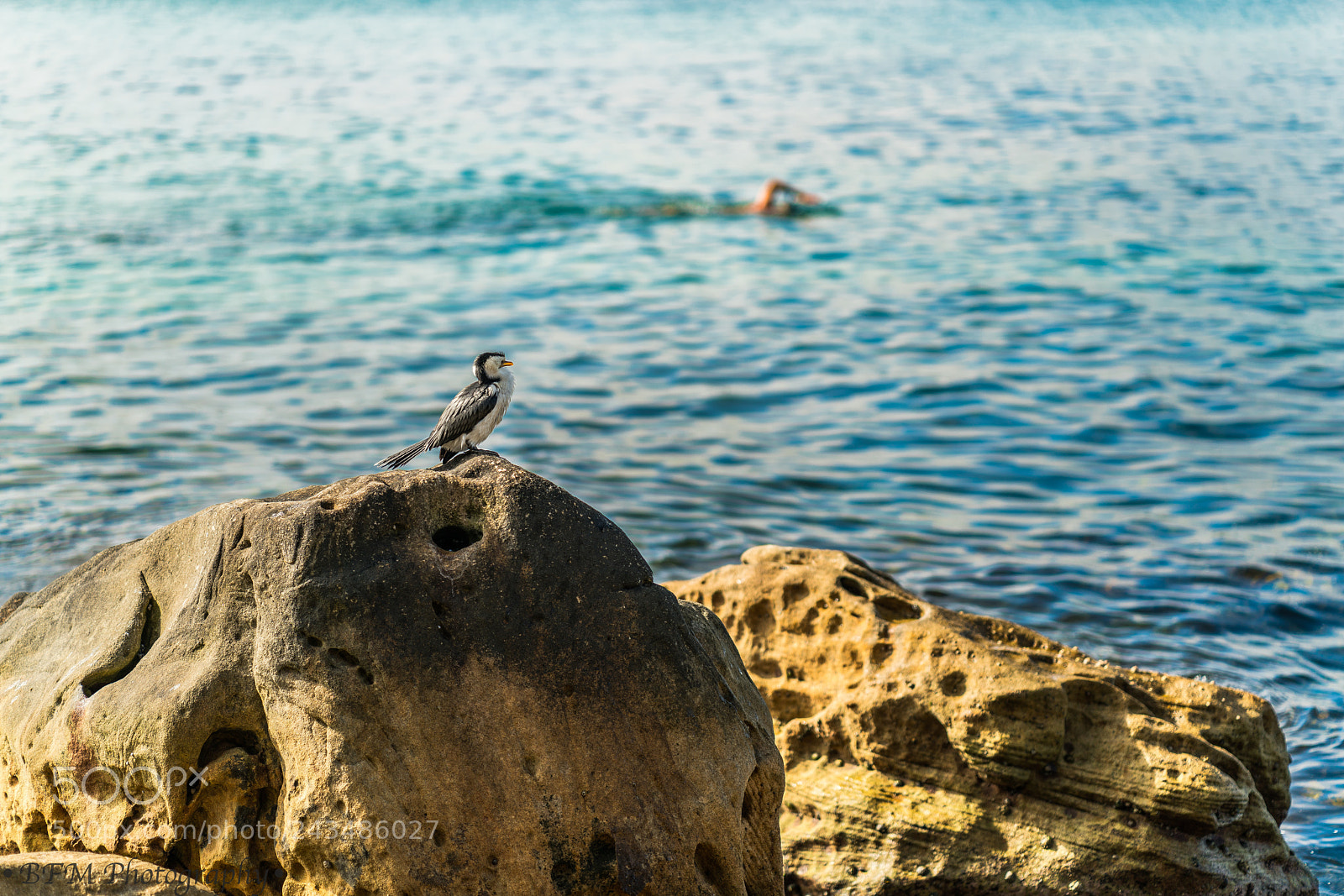 Sony a7R II sample photo. Bird and swimmer photography