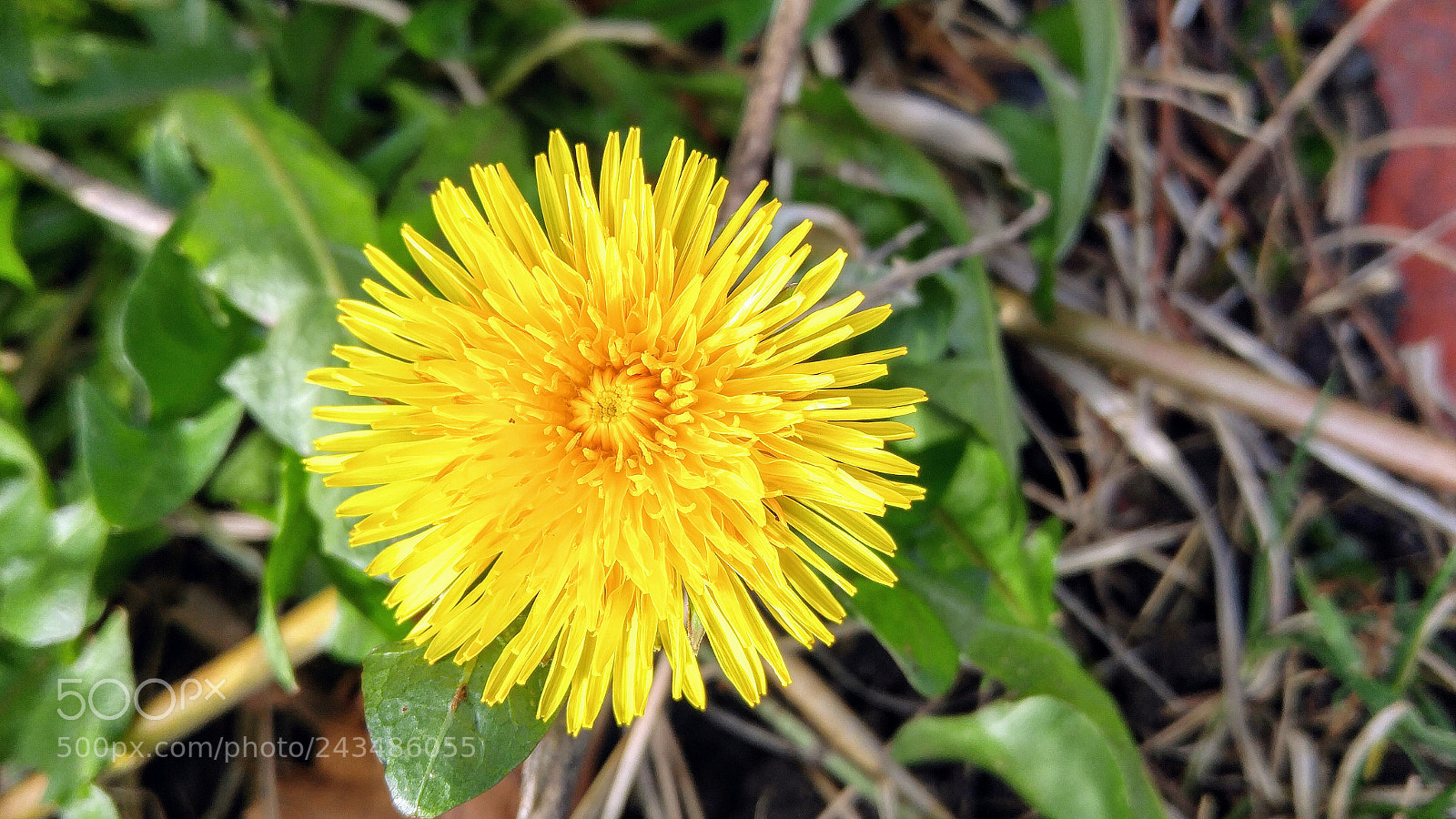 LG G4 sample photo. Bright like the sun photography