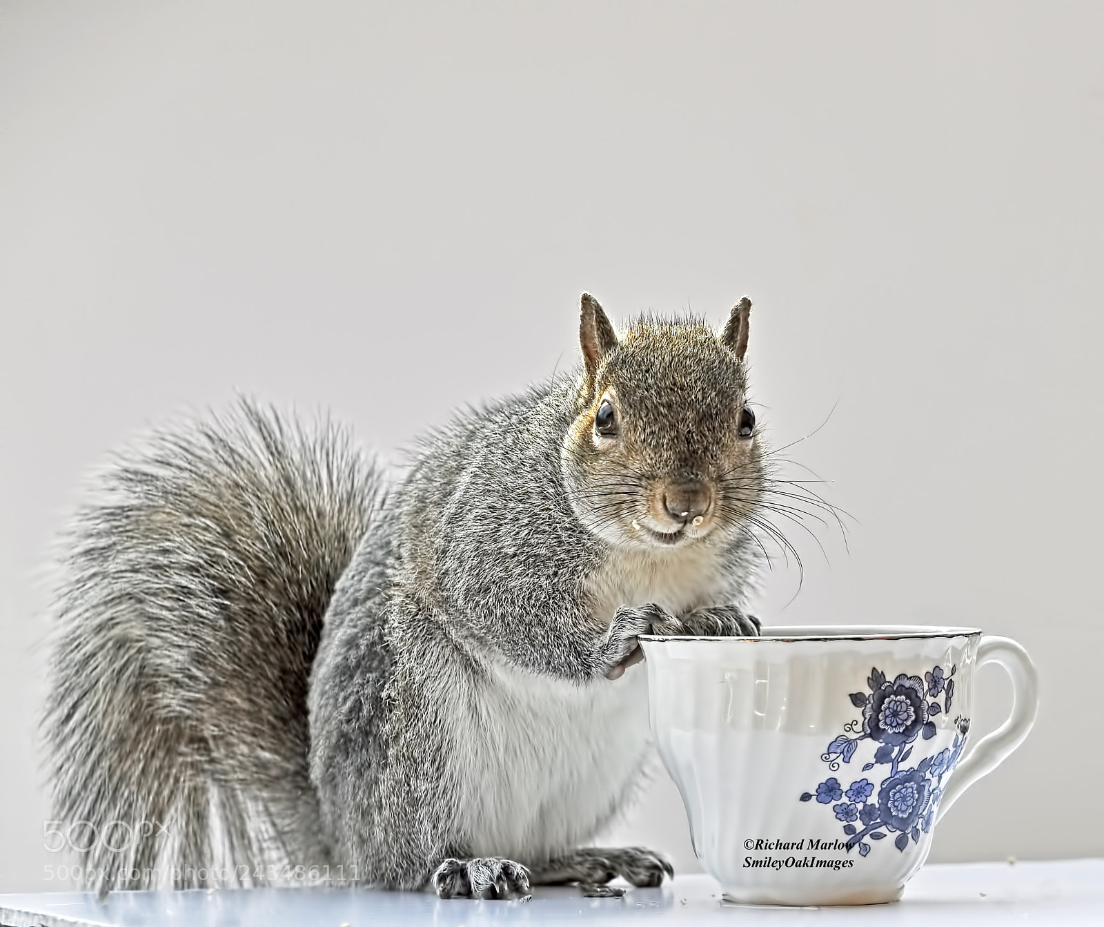 Nikon D5000 sample photo. Found the bird seeds photography