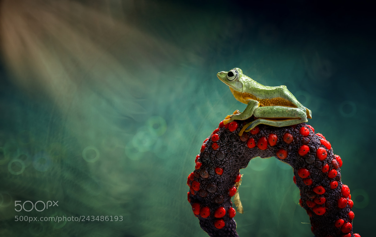 Nikon D800 sample photo. Frog, morning photography