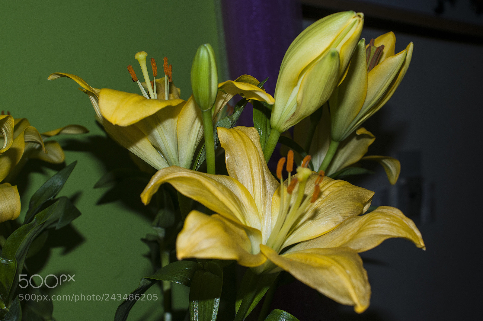 Nikon D300S sample photo. Flower photography