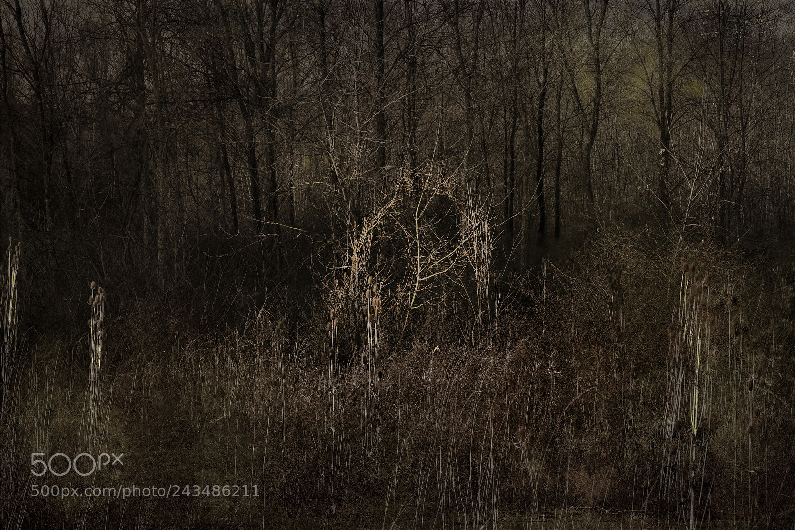 Nikon D7100 sample photo. Tree angel at sunset photography