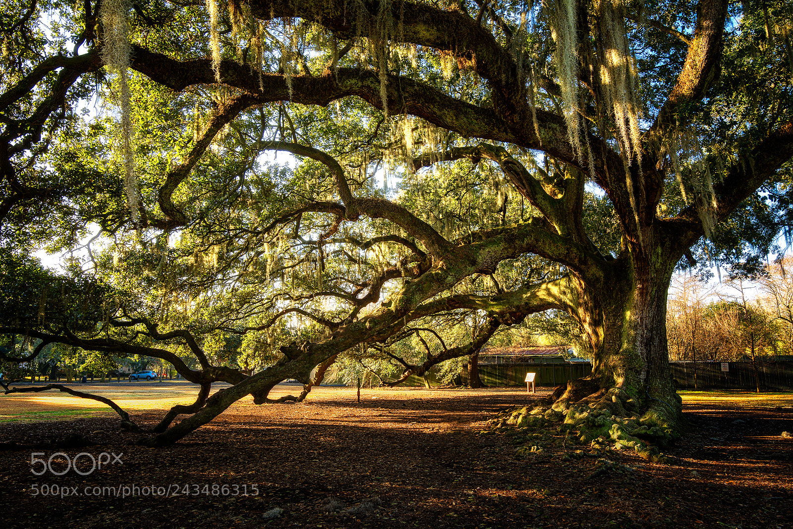 Nikon D810 sample photo. The tree of life photography