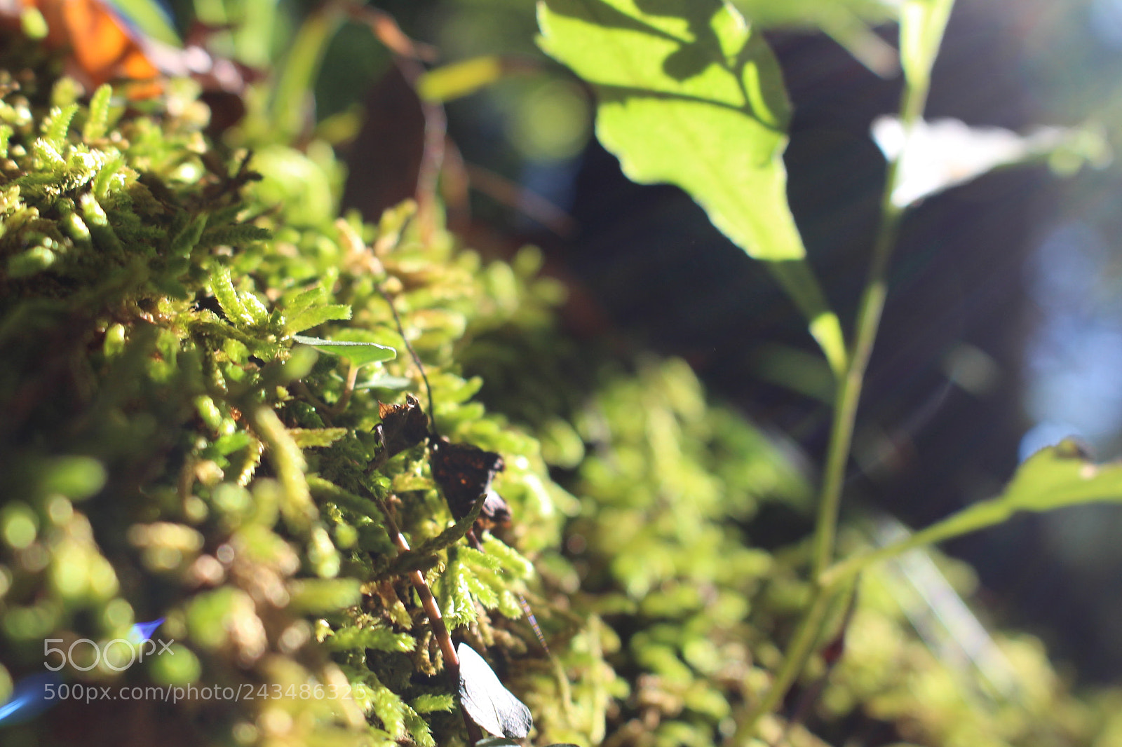 Canon EOS 700D (EOS Rebel T5i / EOS Kiss X7i) sample photo. [] photography