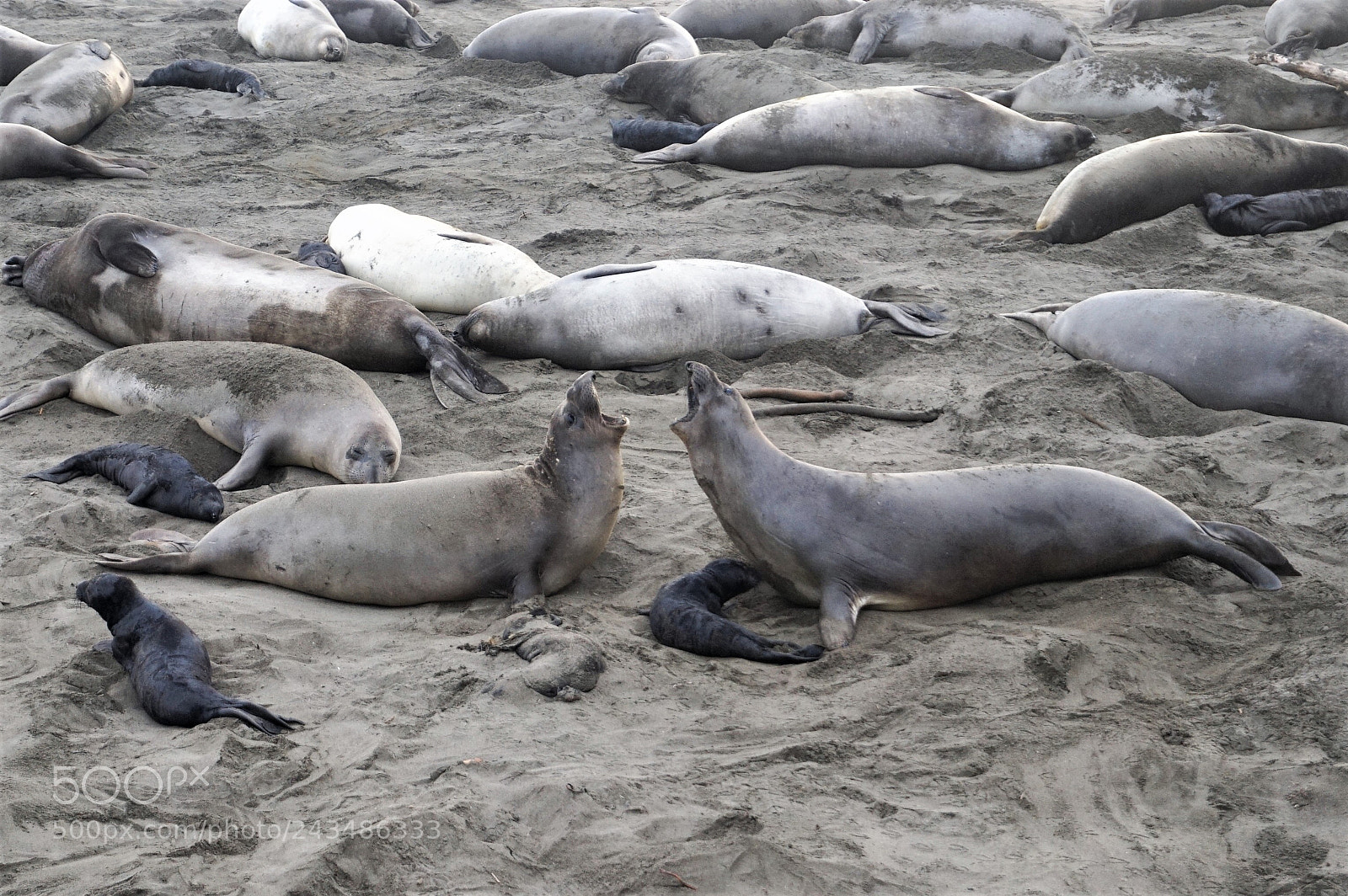 Sony Alpha a5000 (ILCE 5000) sample photo. Elephant seal photography