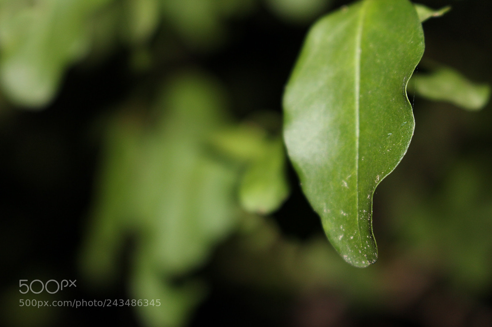 Canon EOS 700D (EOS Rebel T5i / EOS Kiss X7i) sample photo. [] photography