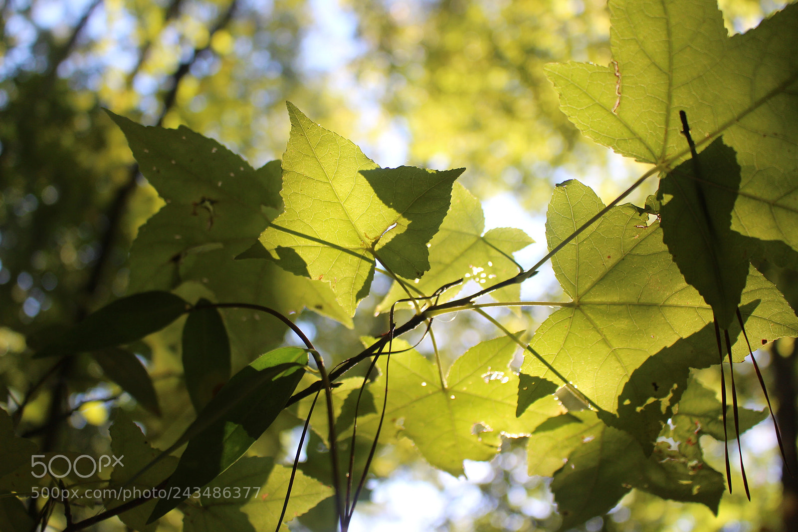 Canon EOS 700D (EOS Rebel T5i / EOS Kiss X7i) sample photo. [] photography