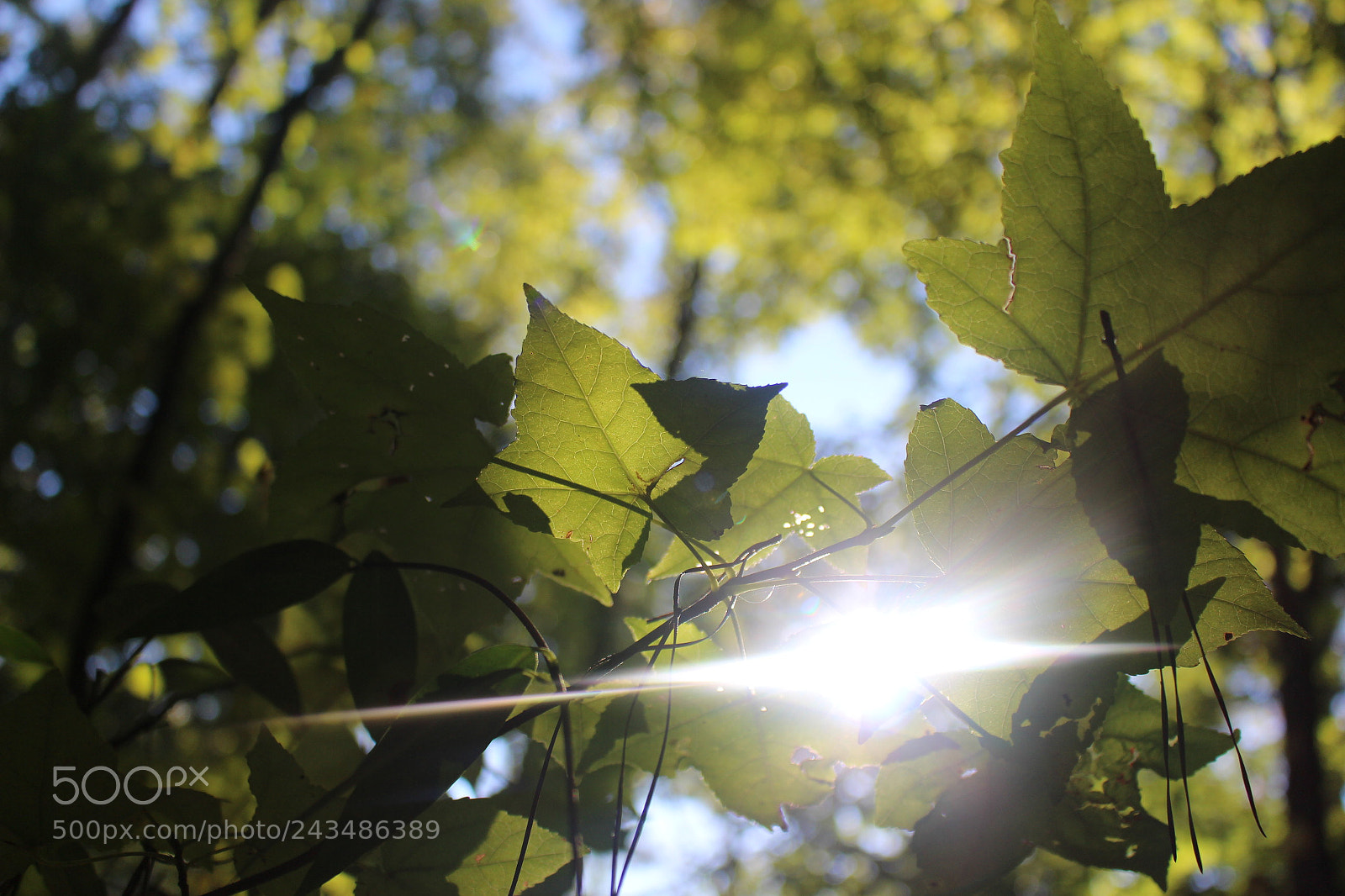 Canon EOS 700D (EOS Rebel T5i / EOS Kiss X7i) sample photo. [] photography