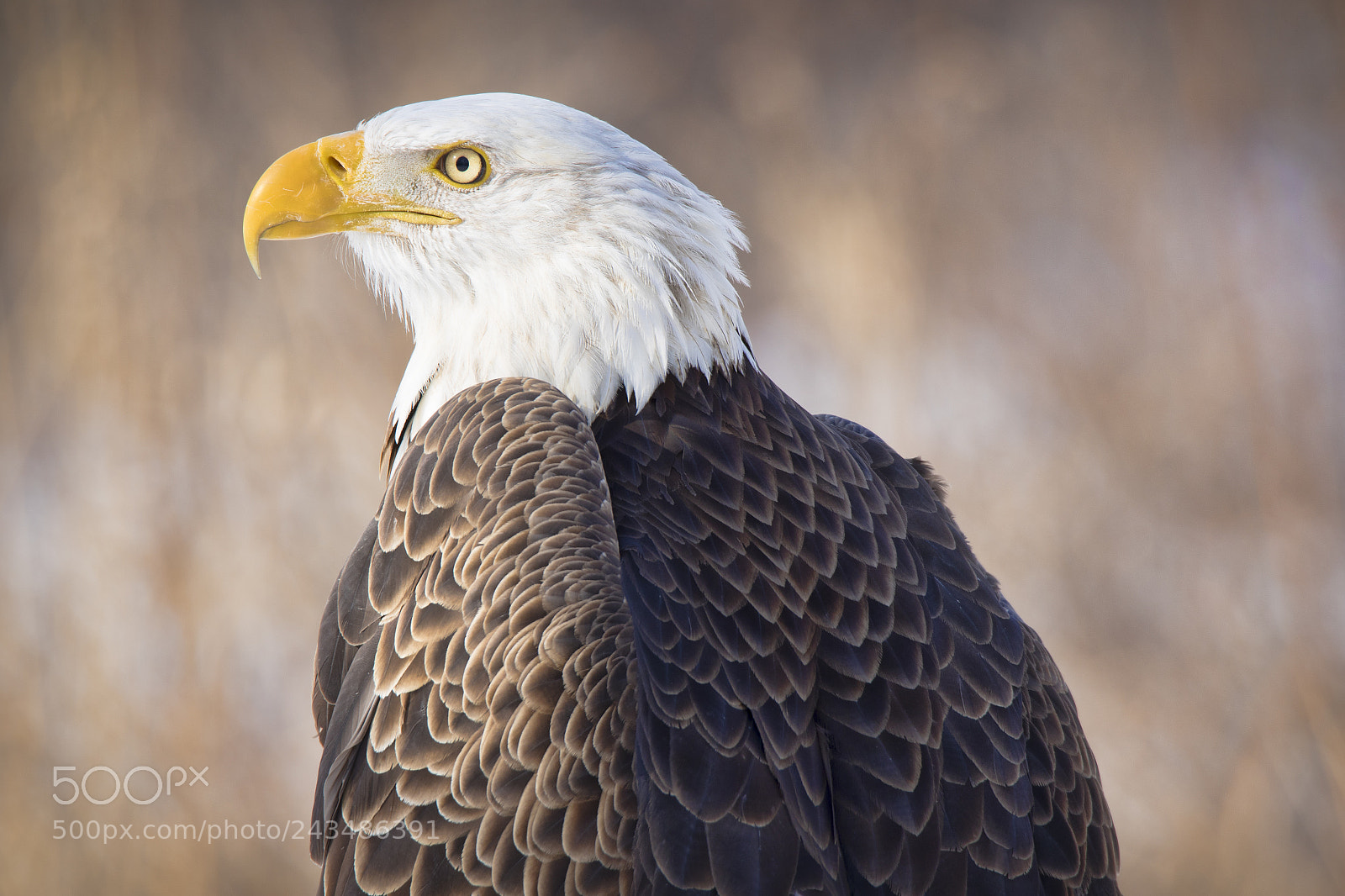 Canon EOS 7D Mark II sample photo. Bald eagle photography