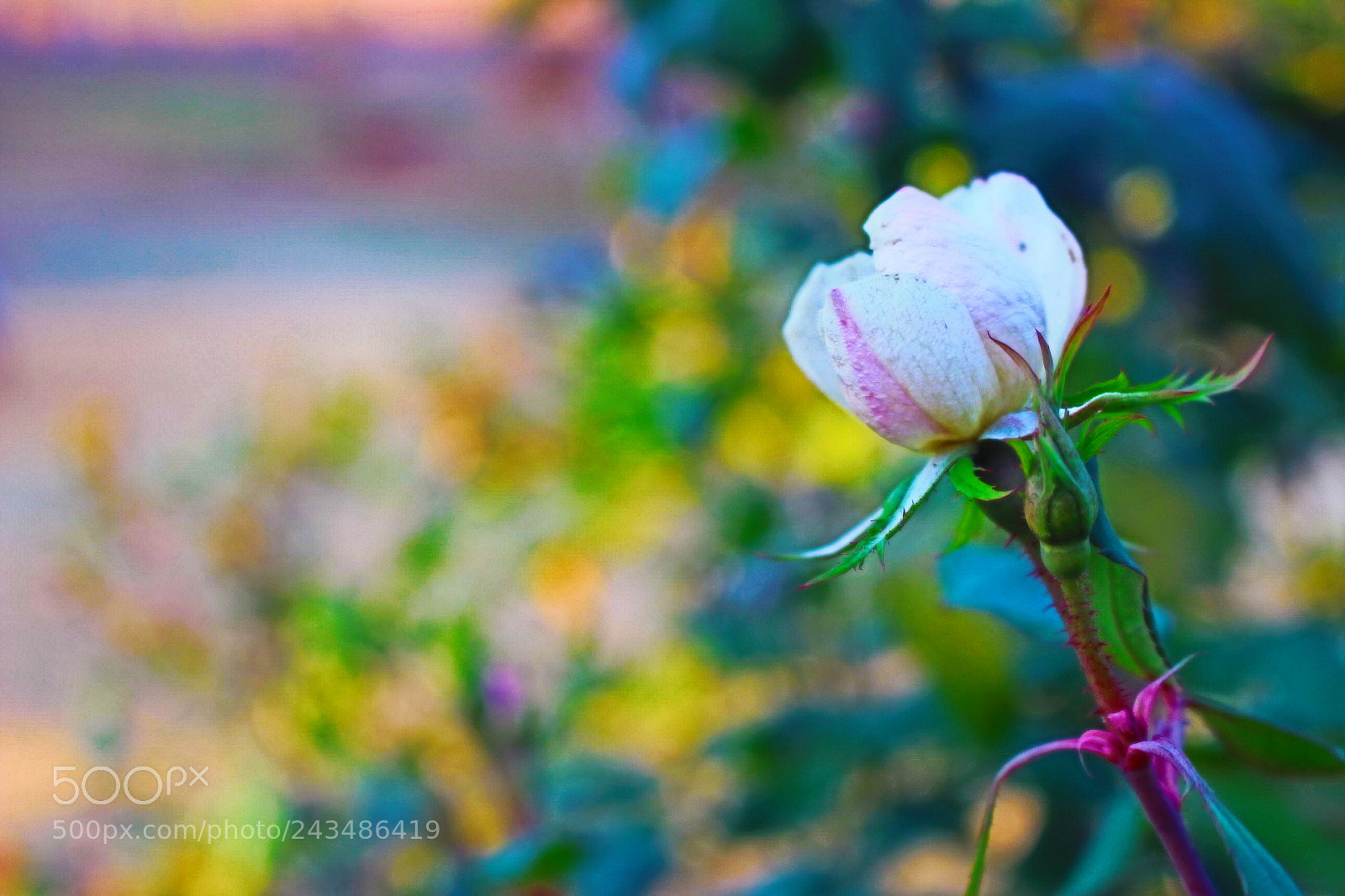 Canon EOS 700D (EOS Rebel T5i / EOS Kiss X7i) sample photo. [] photography
