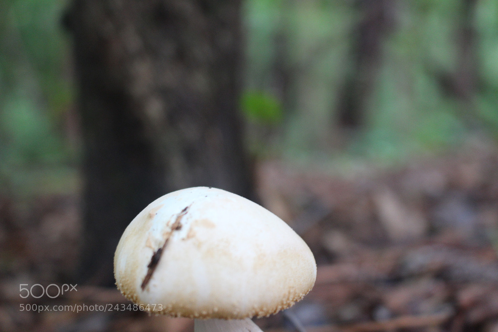 Canon EOS 700D (EOS Rebel T5i / EOS Kiss X7i) sample photo. [] photography