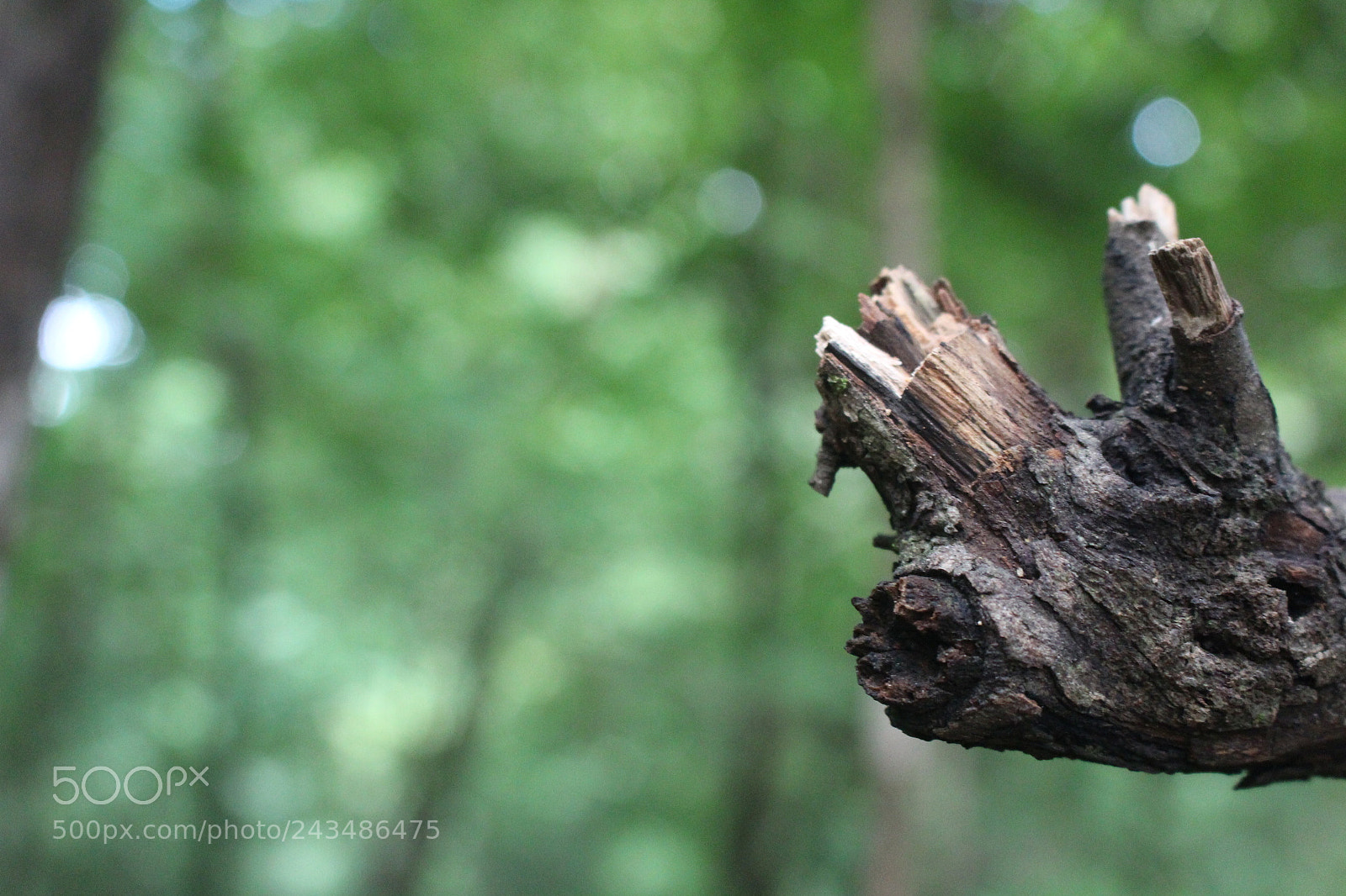 Canon EOS 700D (EOS Rebel T5i / EOS Kiss X7i) sample photo. [] photography