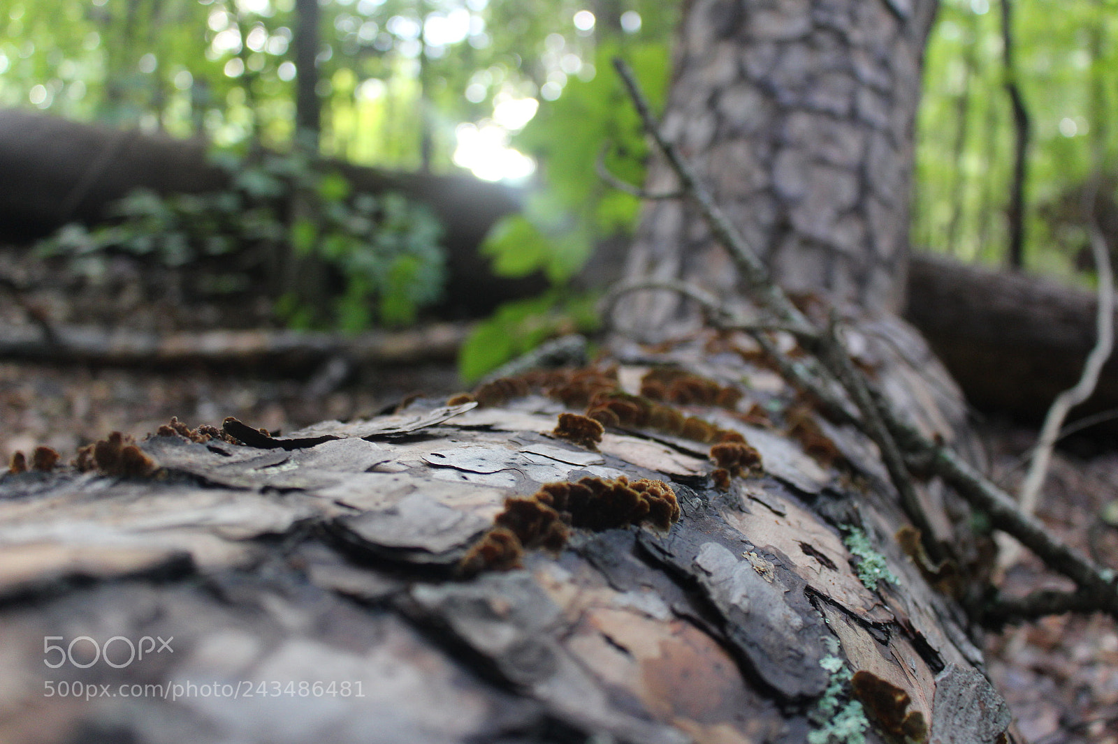 Canon EOS 700D (EOS Rebel T5i / EOS Kiss X7i) sample photo. [] photography