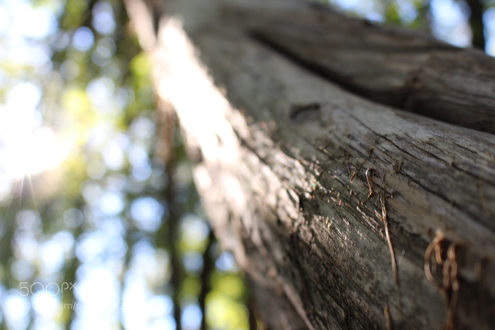 Canon EOS 700D (EOS Rebel T5i / EOS Kiss X7i) sample photo. [] photography