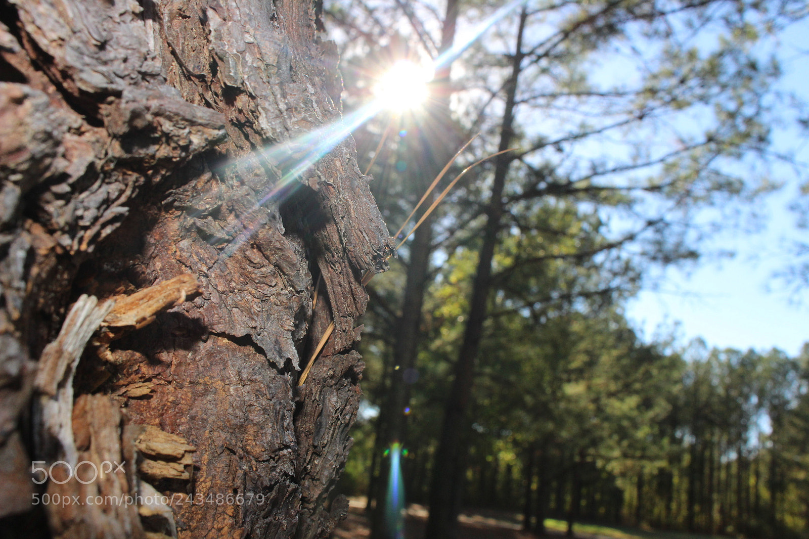 Canon EOS 700D (EOS Rebel T5i / EOS Kiss X7i) sample photo. [] photography