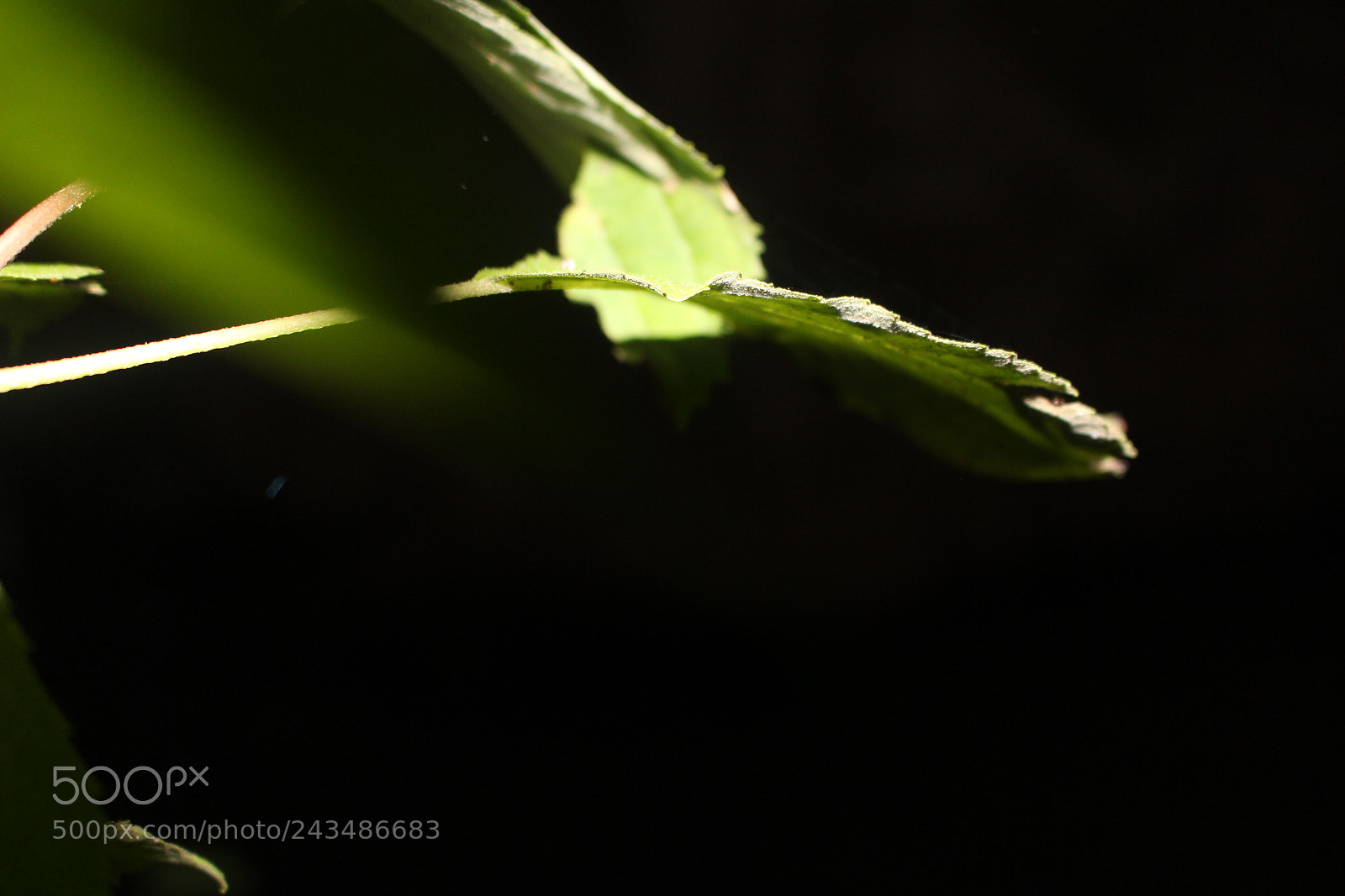 Canon EOS 700D (EOS Rebel T5i / EOS Kiss X7i) sample photo. [] photography