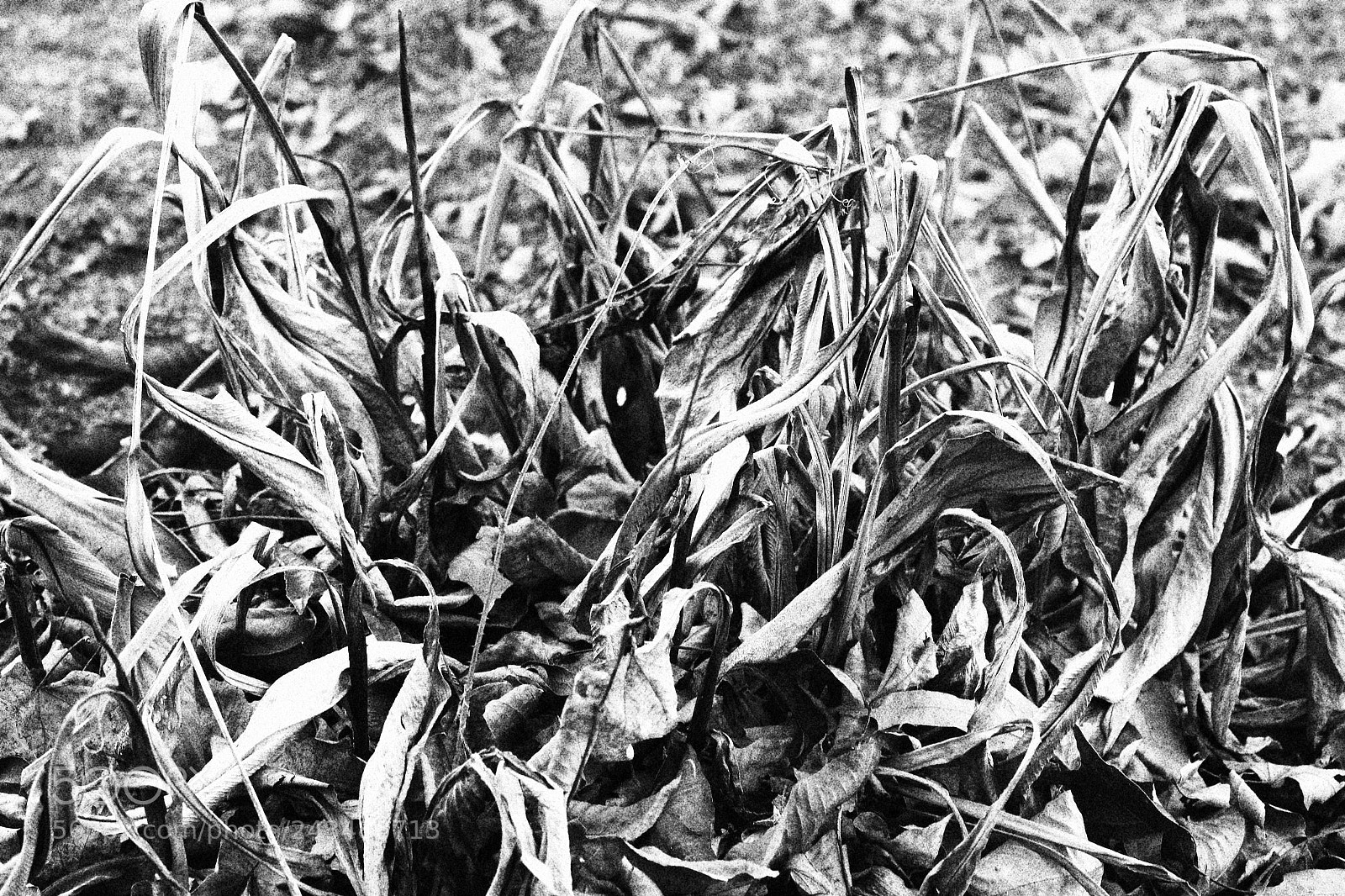 Canon EOS 700D (EOS Rebel T5i / EOS Kiss X7i) sample photo. Just nature photography